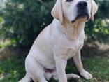 Wysokiej jakości szczenięta Labrador Retriever - zdjęcie 2
