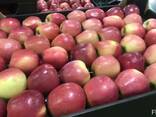 Яблоки из Польши - фото 1