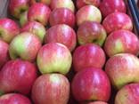 Яблоки широкий ассортимент - фото 2