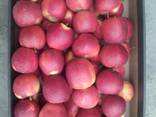 Яблоки широкий ассортимент - фото 1