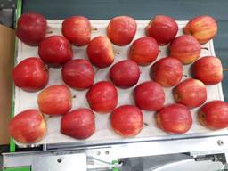 Яблоко закупка