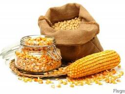 Yellow corn