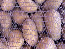 Ziemniaki polskie: Vineta, Soraya, Queen Anne i inne.